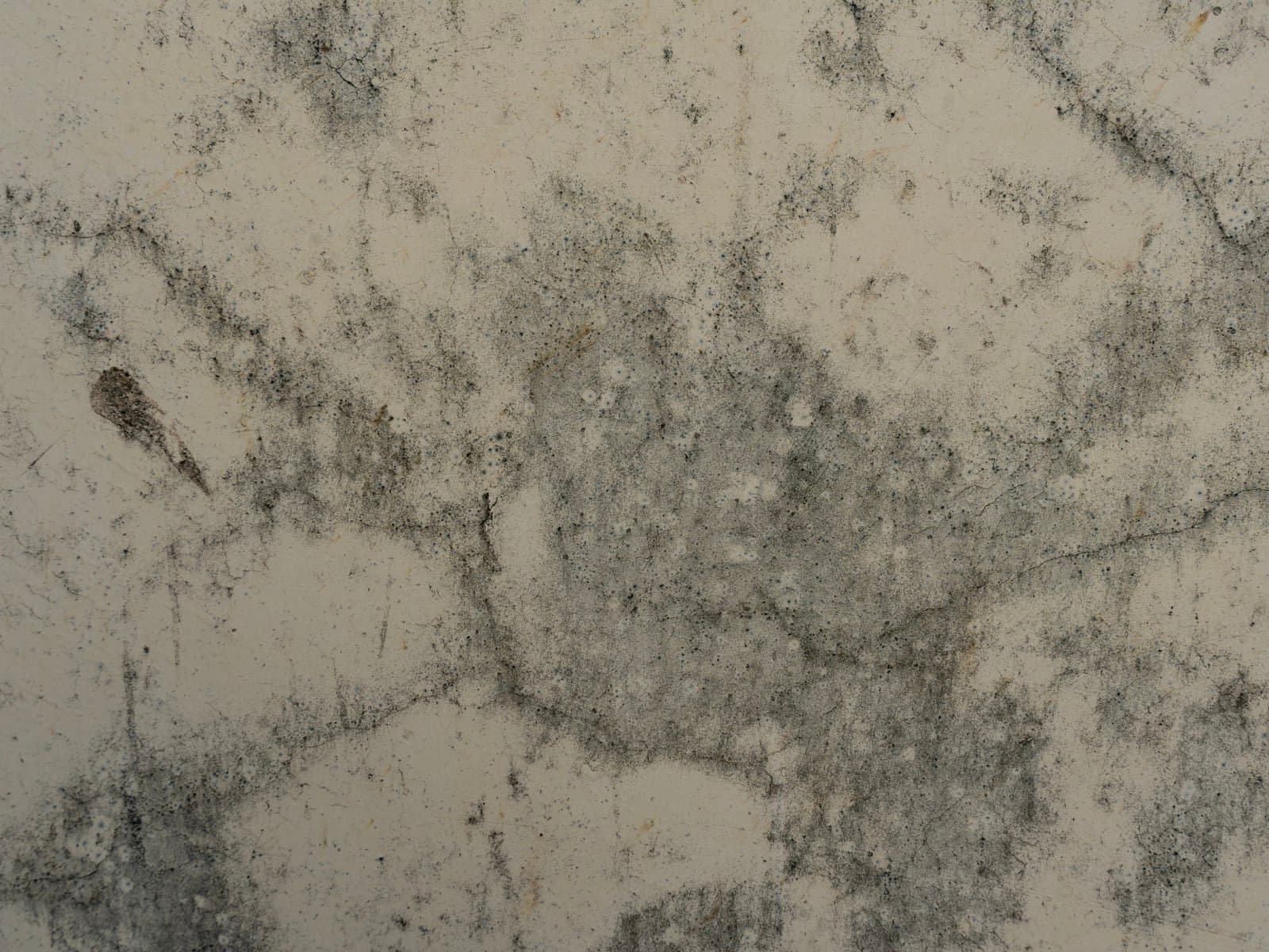 Nahaufnahme von Schimmelbefall an einer Wand