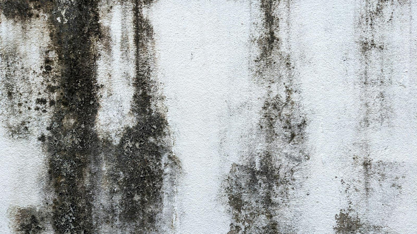 Schimmel an einer Zimmerwand
